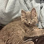 Robin is registered to the contest to win money with this photo: kitten, cat, gray_fur, fluffy, pet, animal, indoor, relaxed, leather, blanket, cute, feline, young, collar, paw, whiskers, ears, lying_down, soft, curious