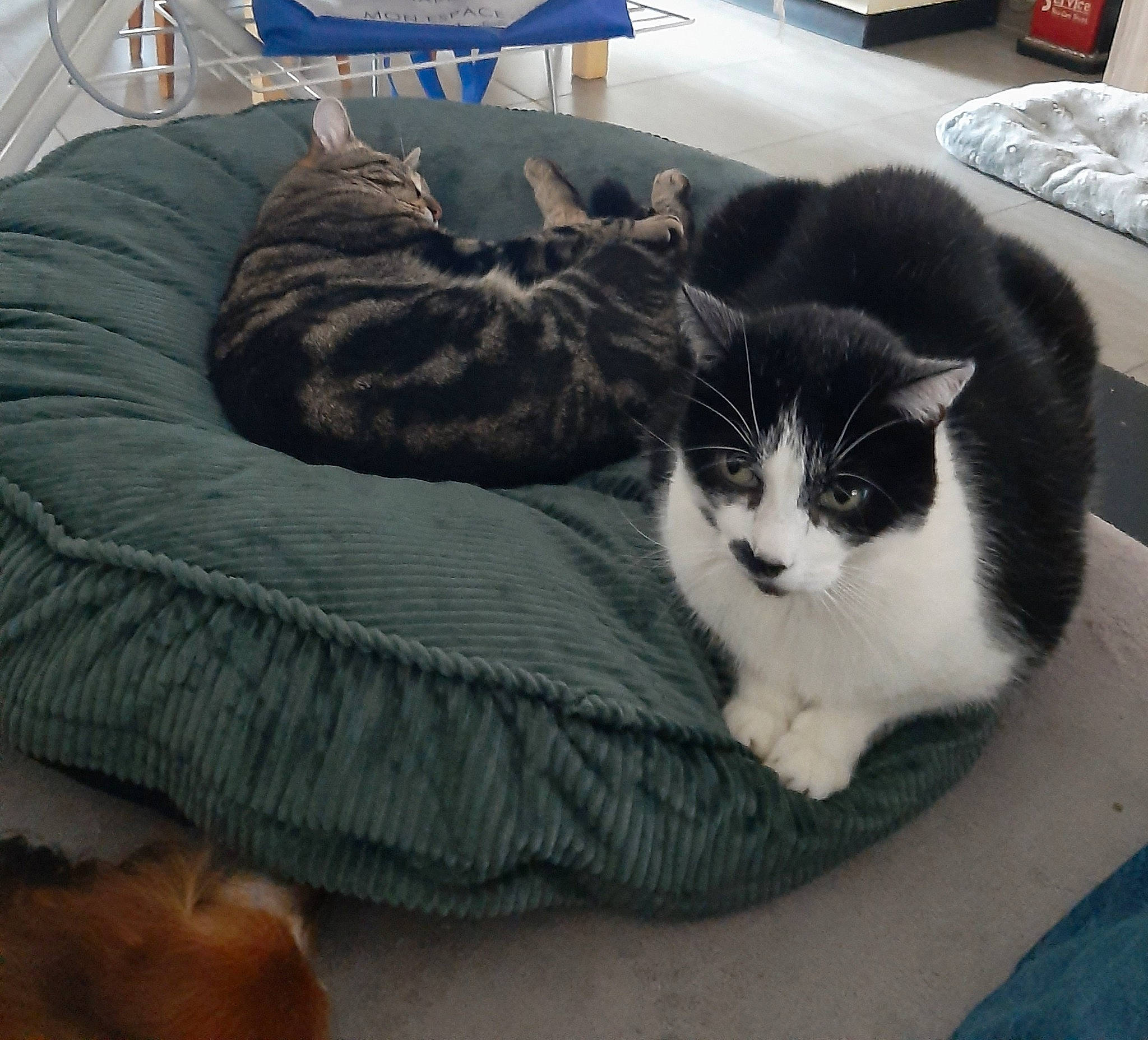 Groscul participe au concours pour gagner de l'argent avec cette photo : bag, carnivore, cat, cat_bed, comfort, domestic_short_haired_cat, felidae, foot, fur, grey, linens, mammal, paw, small_to_medium_sized_cats, snout, tail, whiskers