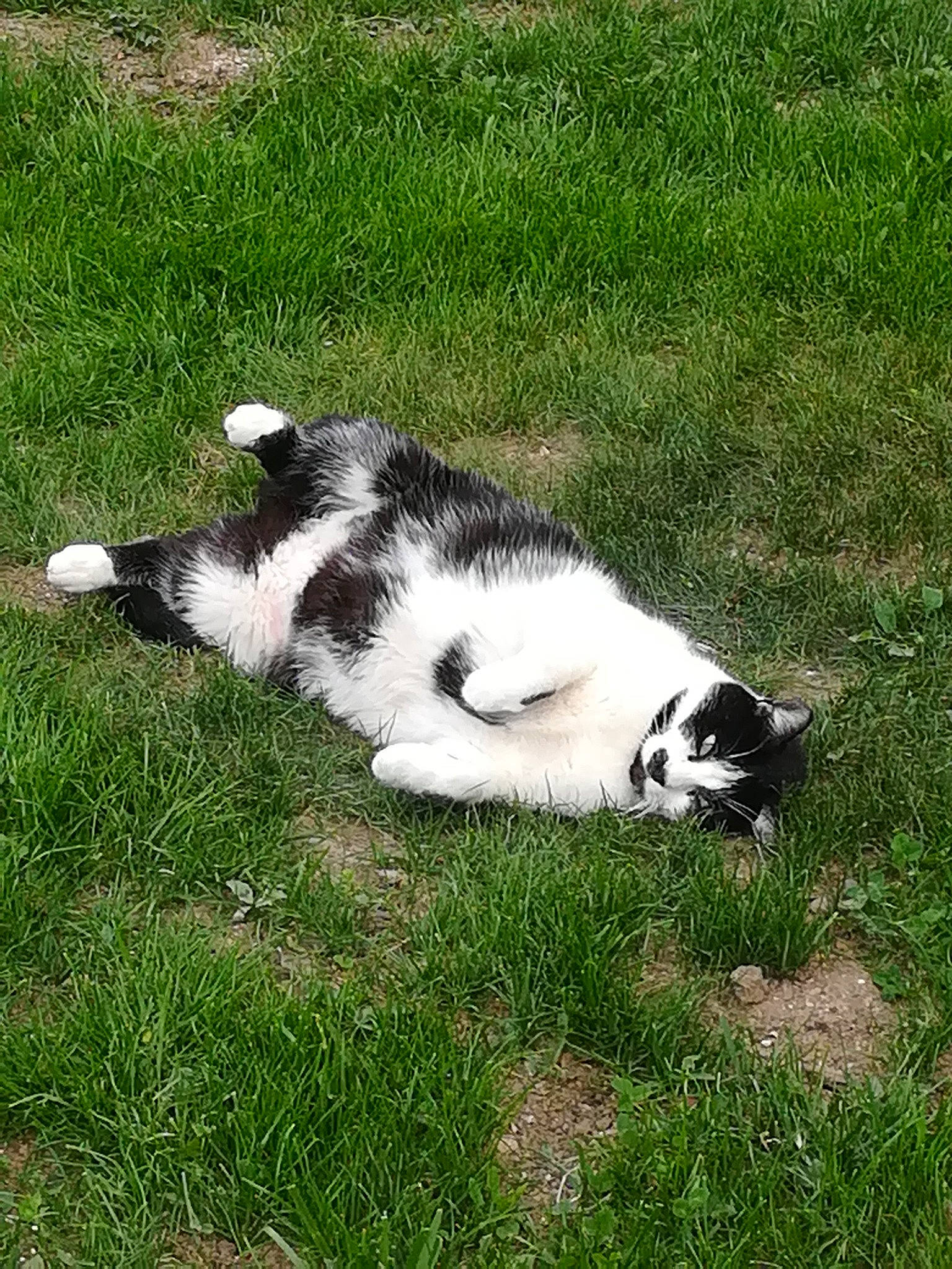 Groscul a rejoint le concours — aidez-le/la à gagner de superbes lots ! carnivore, cat, companion_dog, dog_breed, domestic_short_haired_cat, felidae, fur, grass, grassland, groundcover, herbaceous_plant, lawn, pasture, paw, plant, small_to_medium_sized_cats, tail, terrestrial_animal, whiskers