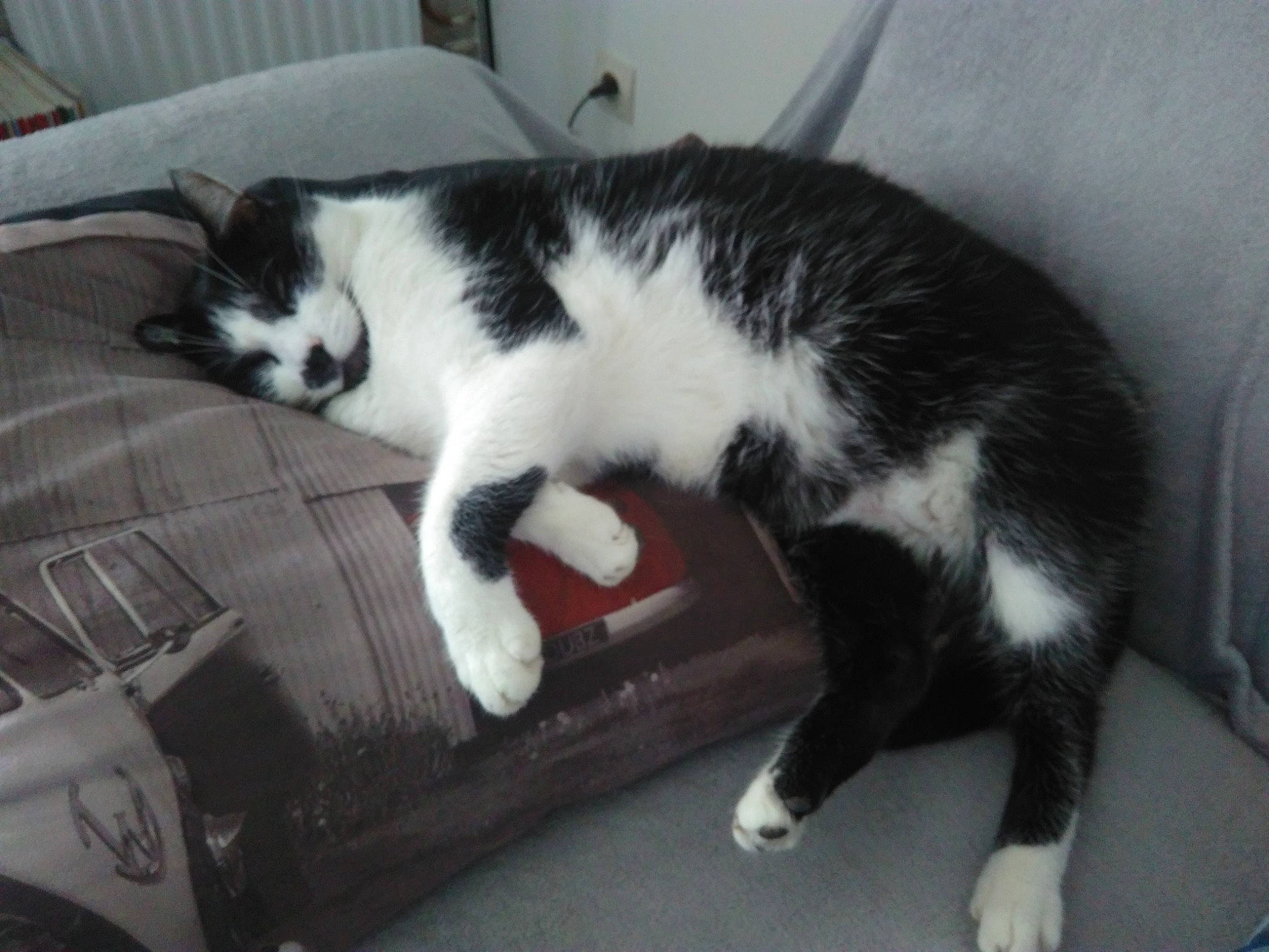 Groscul participe au concours pour gagner de l'argent avec cette photo : carnivore, cat, claw, comfort, domestic_short_haired_cat, eye, felidae, flooring, fur, mammal, paw, small_to_medium_sized_cats, snout, tail, vertebrate, whiskers