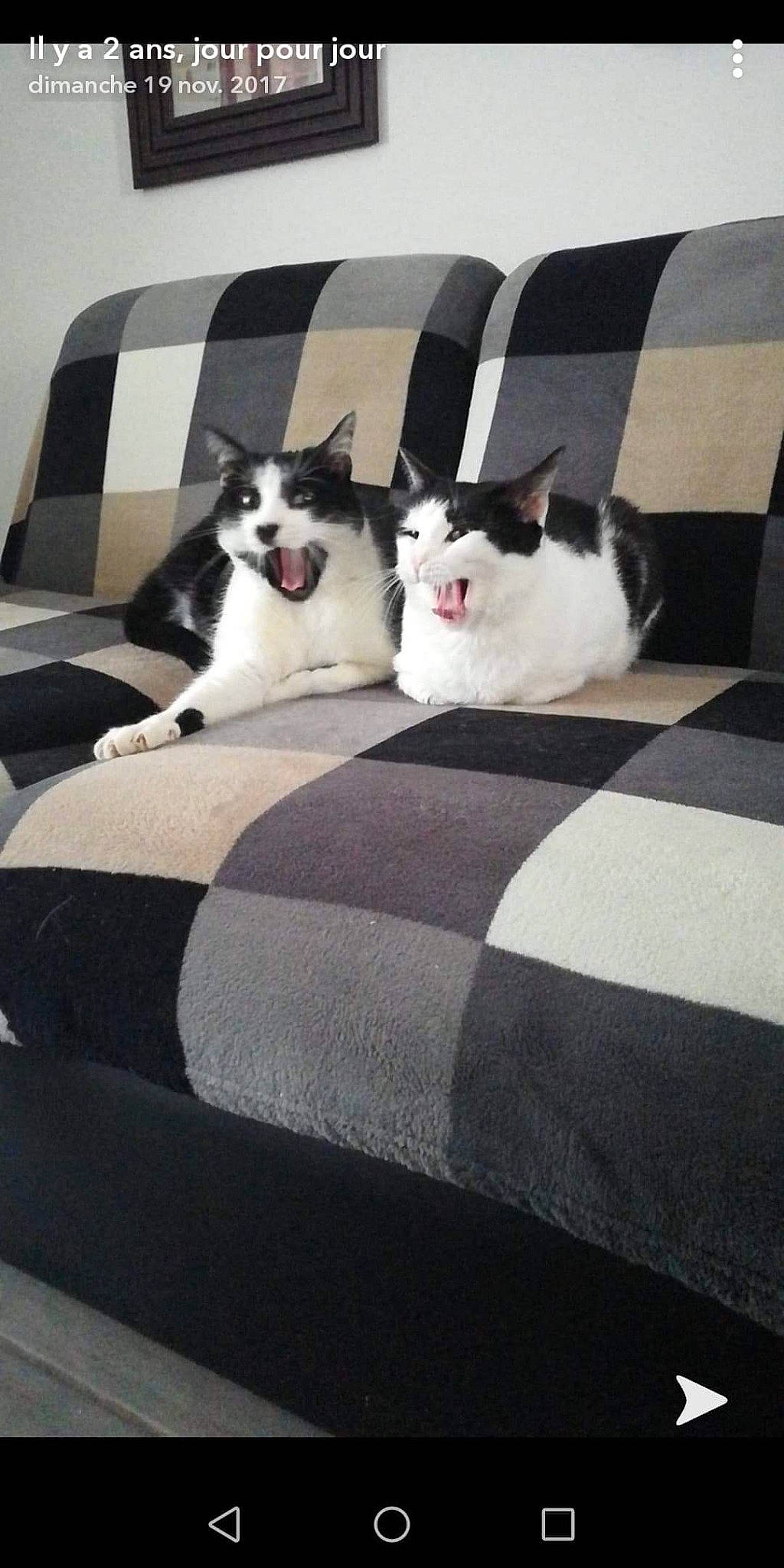 Groscul a rejoint le concours — aidez-le/la à gagner de superbes lots ! carnivore, cat, comfort, companion_dog, dog, felidae, flooring, formal_wear, fur, grass, grey, linens, mammal, pattern, sitting, small_to_medium_sized_cats, tail, tree, vertebrate, whiskers