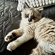 Ysis a rejoint le concours — aidez-le/la à gagner de superbes lots ! animal, blanket, blue_eyes, cat, cute, domestic, feline, fluffy, fur, indoor, kitten, paws, pet, pillow, quilted, relaxing, resting, soft, whiskers, young