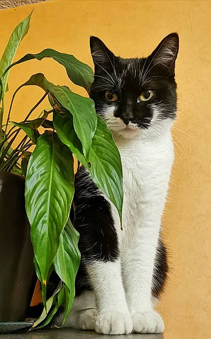 Malow participe au concours pour gagner de l'argent avec cette photo : carnivore, cat, felidae, fur, mammal, organism, small_to_medium_sized_cats, snout, tail, terrestrial_animal, vertebrate, whiskers