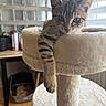 Pedro participe au concours pour gagner de l'argent avec cette photo : cat, kitten, tabby, pet, animal, feline, cat_tree, scratching_post, fluffy, fur, whiskers, ears, paws, indoor, home, window, books, litter_box, portrait, curious