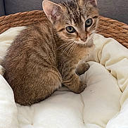 Pedro a rejoint le concours — aidez-le/la à gagner de superbes lots ! kitten, cat, tabby, animal, pet, feline, sitting, basket, woven_basket, blanket, bedding, cream, brown, striped, ears, eyes, whiskers, indoors, cozy, portrait