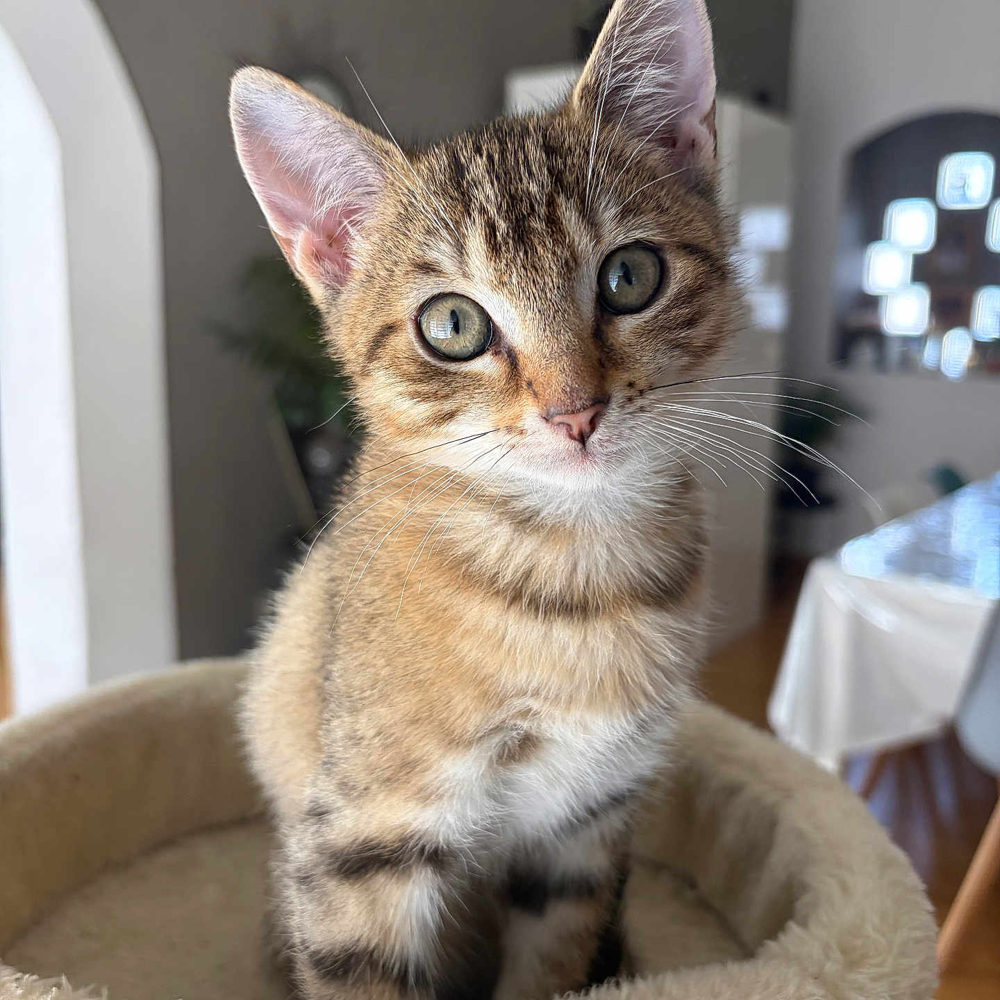 Pedro