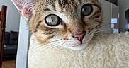 Pedro participe au concours pour gagner de l'argent avec cette photo : cat, tabby_cat, kitten, pet, animal, feline, closeup, portrait, whiskers, ears, green_eyes, fur, striped_fur, curious, alert, indoor, home, couch, cream_color, photography