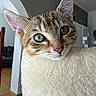 cat, tabby_cat, kitten, pet, animal, feline, closeup, portrait, whiskers, ears, green_eyes, fur, striped_fur, curious, alert, indoor, home, couch, cream_color, photography