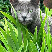 Natasha is registered to the contest to win money with this photo: alert, animal, cat, closeup, curious, feline, fur, garden, gray_cat, green_eyes, greenery, leaves, nature, outdoor, pet, plants, portrait, stealth, whiskers, wildlife