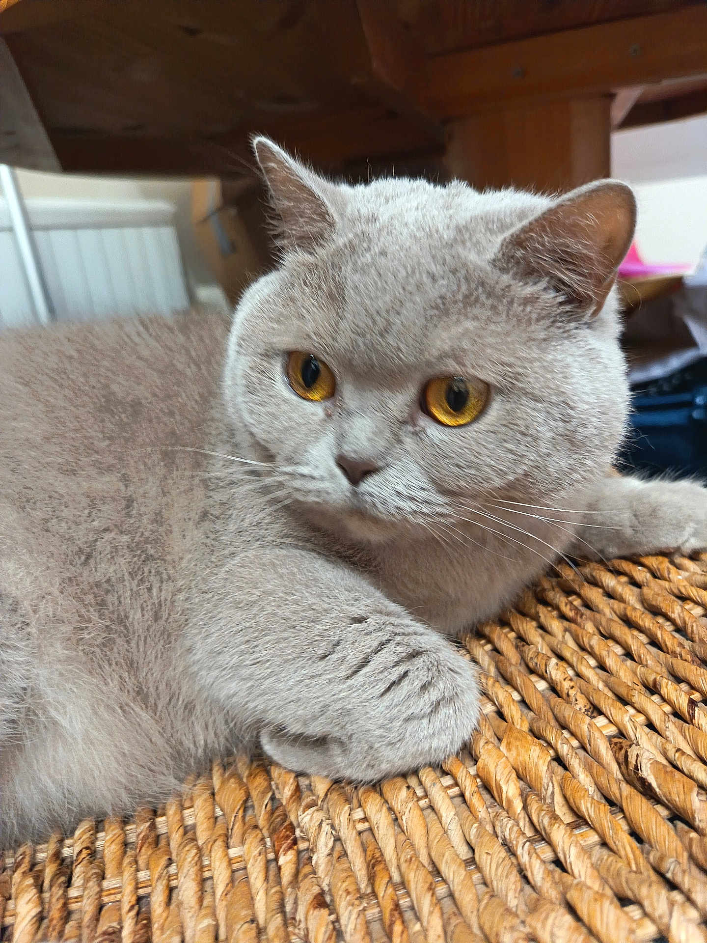 Apple is registered to the contest to win money with this photo: cat, gray_cat, amber_eyes, fluffy, indoor, woven_surface, wooden_table, pet, animal, fur, curious, close_up, resting, whiskers, paw, domestic_cat, feline, cozy, household, relaxed