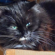 Shaggy is registered to the contest to win money with this photo: cat, black_cat, whiskers, green_eyes, close_up, furry, resting, cardboard_box, pet, animal, domestic_cat, portrait, indoor, fur_texture, sleepy, cute, mammal, face, tabby, long_whiskers