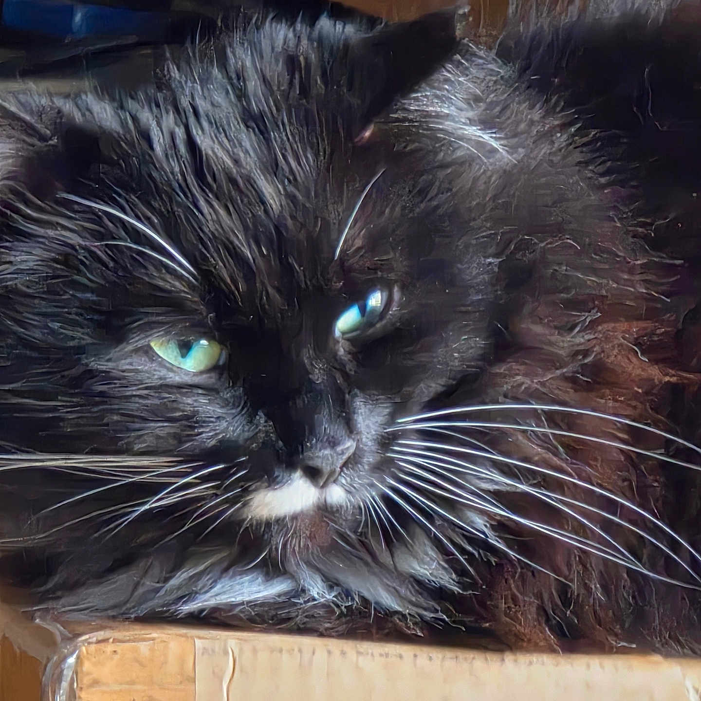 Shaggy is registered to the contest to win money with this photo: cat, black_cat, whiskers, green_eyes, close_up, furry, resting, cardboard_box, pet, animal, domestic_cat, portrait, indoor, fur_texture, sleepy, cute, mammal, face, tabby, long_whiskers