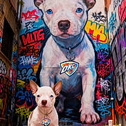Taquito is registered to the contest to win money with this photo: puppy, dog, blue_eyes, mural, graffiti, street_art, alleyway, urban, colorful, tag, collar, wall_art, building, concrete, sidewalk, outdoor, animal, portrait, small_dog, cute