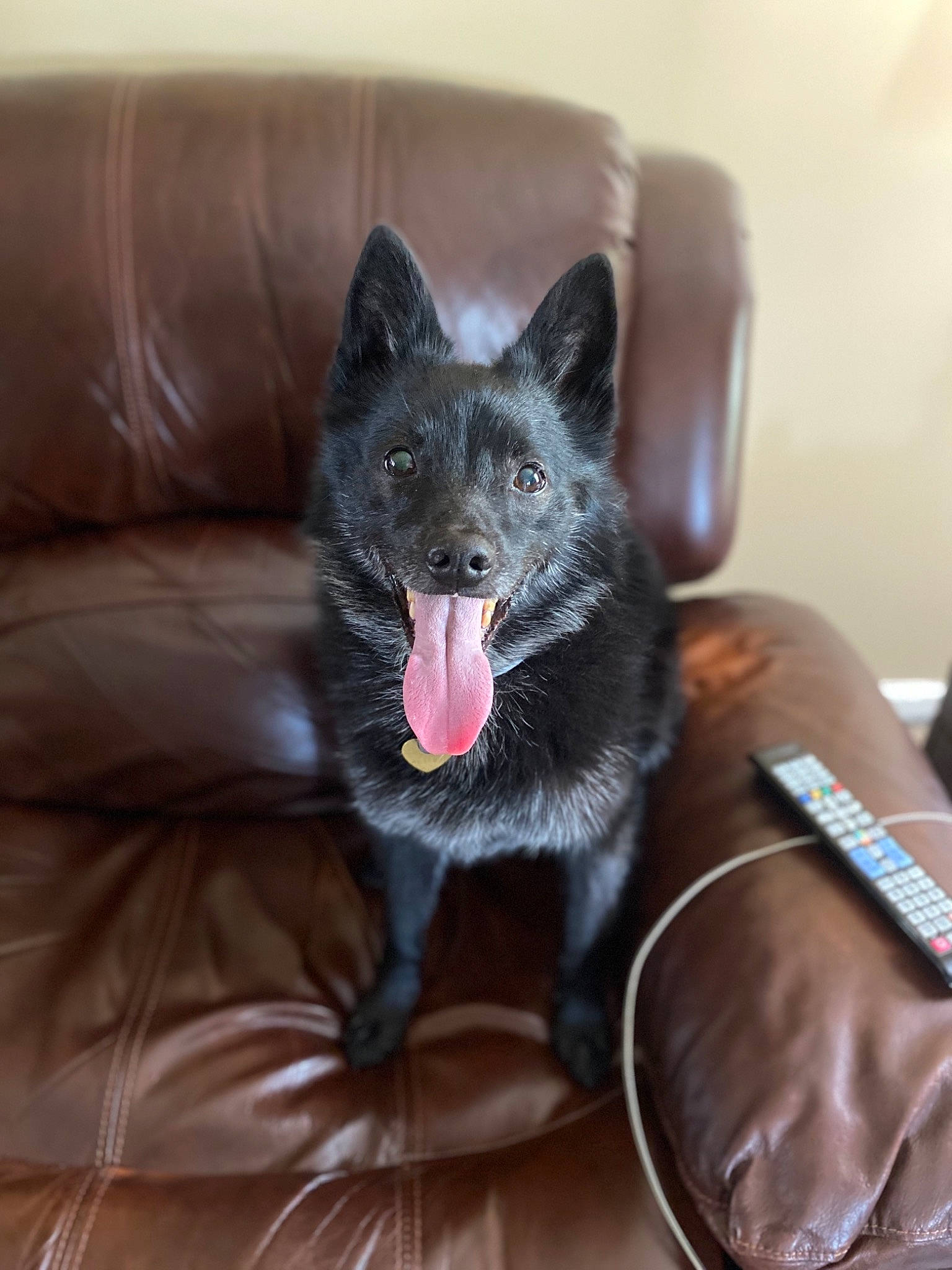 Miles is registered to the contest to win money with this photo: canidae, carnivore, dog, dog_breed, facial_expression, mammal, non_sporting_group, norwegian_elkhound, schipperke, snout, sporting_group, vertebrate, whiskers, yawn