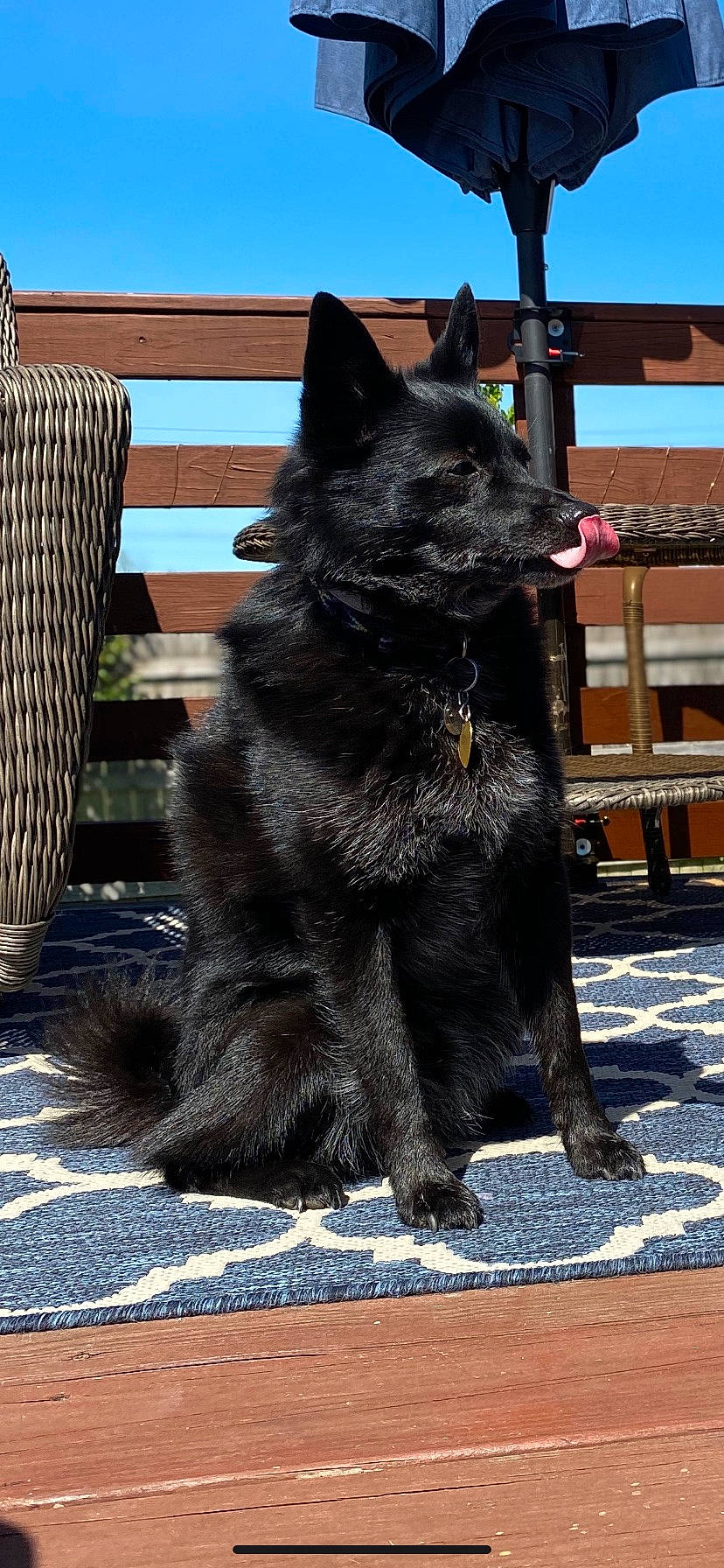 Miles joined the competition — help win amazing prizes! belgian_shepherd, black_norwegian_elkhound, canidae, carnivore, dog, dog_breed, eurasier, german_spitz_mittel, kai_ken, mammal, non_sporting_group, schipperke, swedish_lapphund, tail, vertebrate