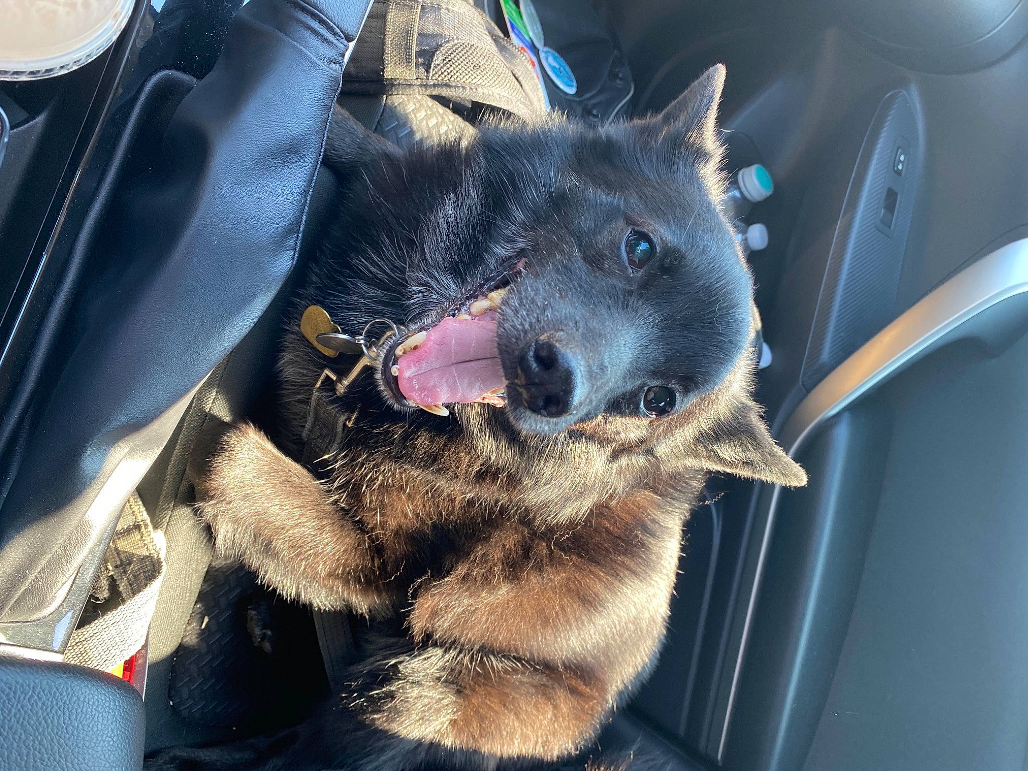 Miles is registered to the contest to win money with this photo: black_norwegian_elkhound, canidae, carnivore, dog, dog_breed, dutch_shepherd_dog, fur, kai_ken, mammal, norwegian_elkhound, schipperke, snout
