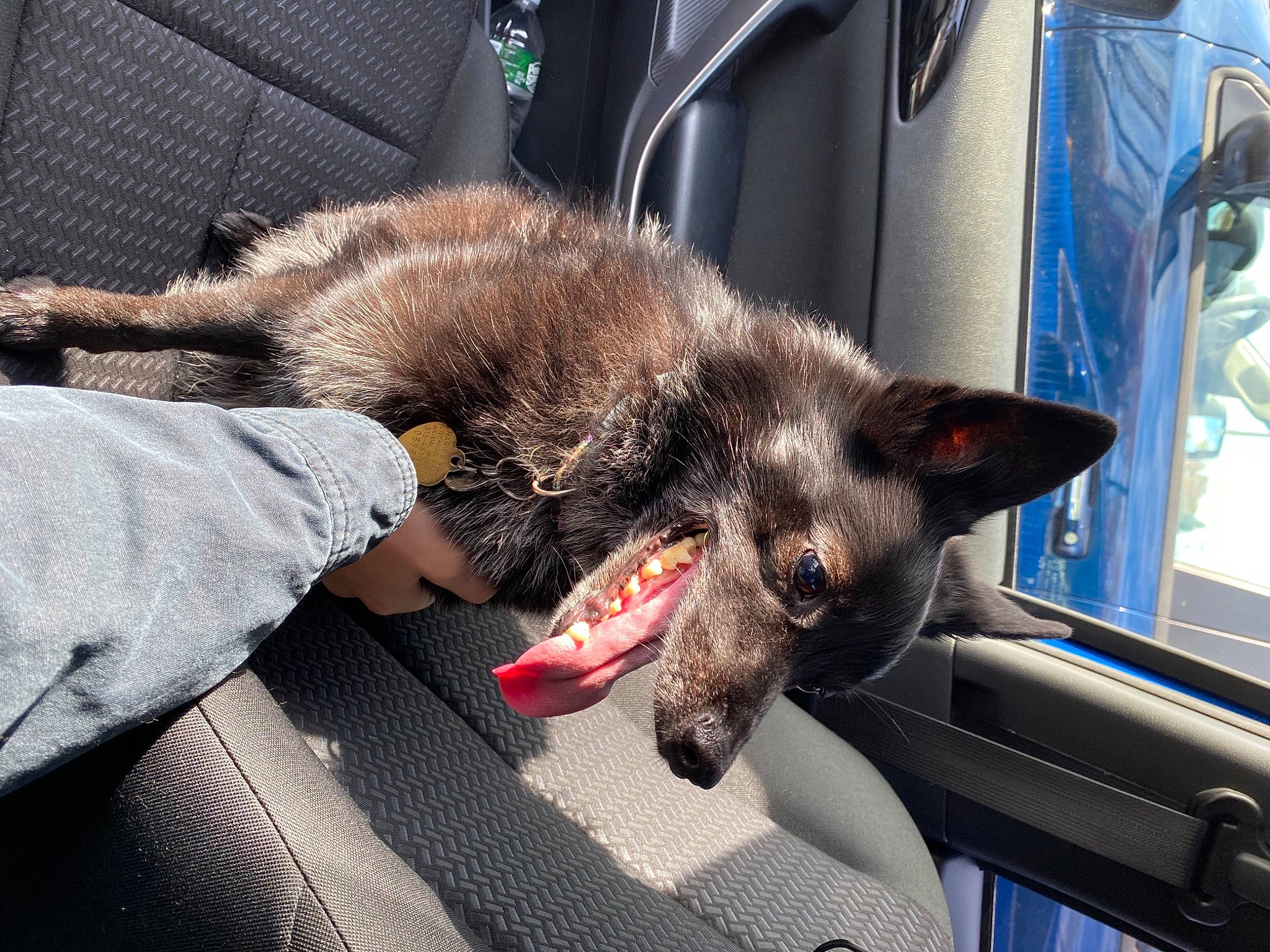 Miles is registered to the contest to win money with this photo: canidae, carnivore, cat, claw, dog_breed, domestic_short_haired_cat, ear, felidae, kitten, mammal, small_to_medium_sized_cats, whiskers