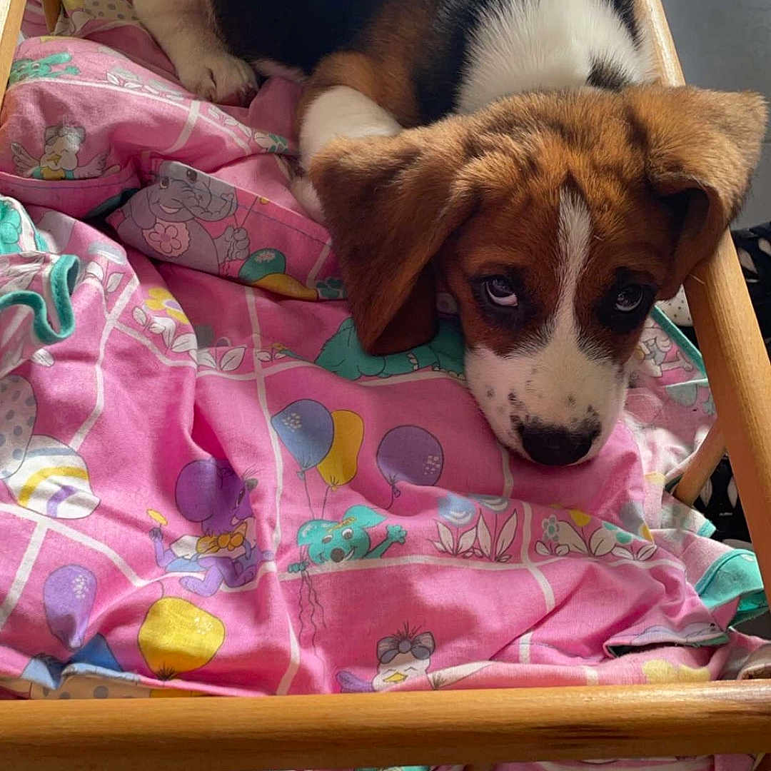 Winston a rejoint le concours — aidez-le/la à gagner de superbes lots ! animal, basket, beagle, bed, blanket, canine, cradle, crib, dog, dogbed, drawer, furniture, hound, husky, infantbed, person, pet, puppy, quilt, sleeping