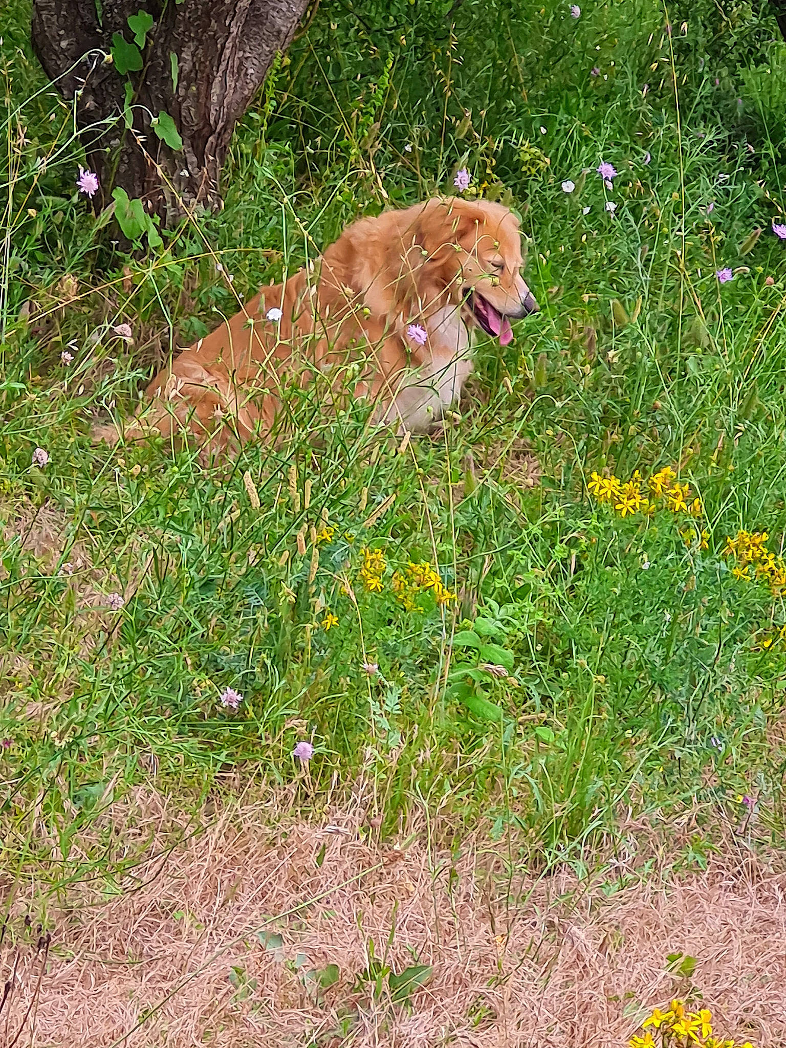 Havane a rejoint le concours — aidez-le/la à gagner de superbes lots ! art, carnivore, companion_dog, dog, dog_breed, fawn, flower, flowering_plant, grass, grassland, groundcover, herbaceous_plant, liver, natural_landscape, people_in_nature, plant, prairie, shrub, tail, terrestrial_animal