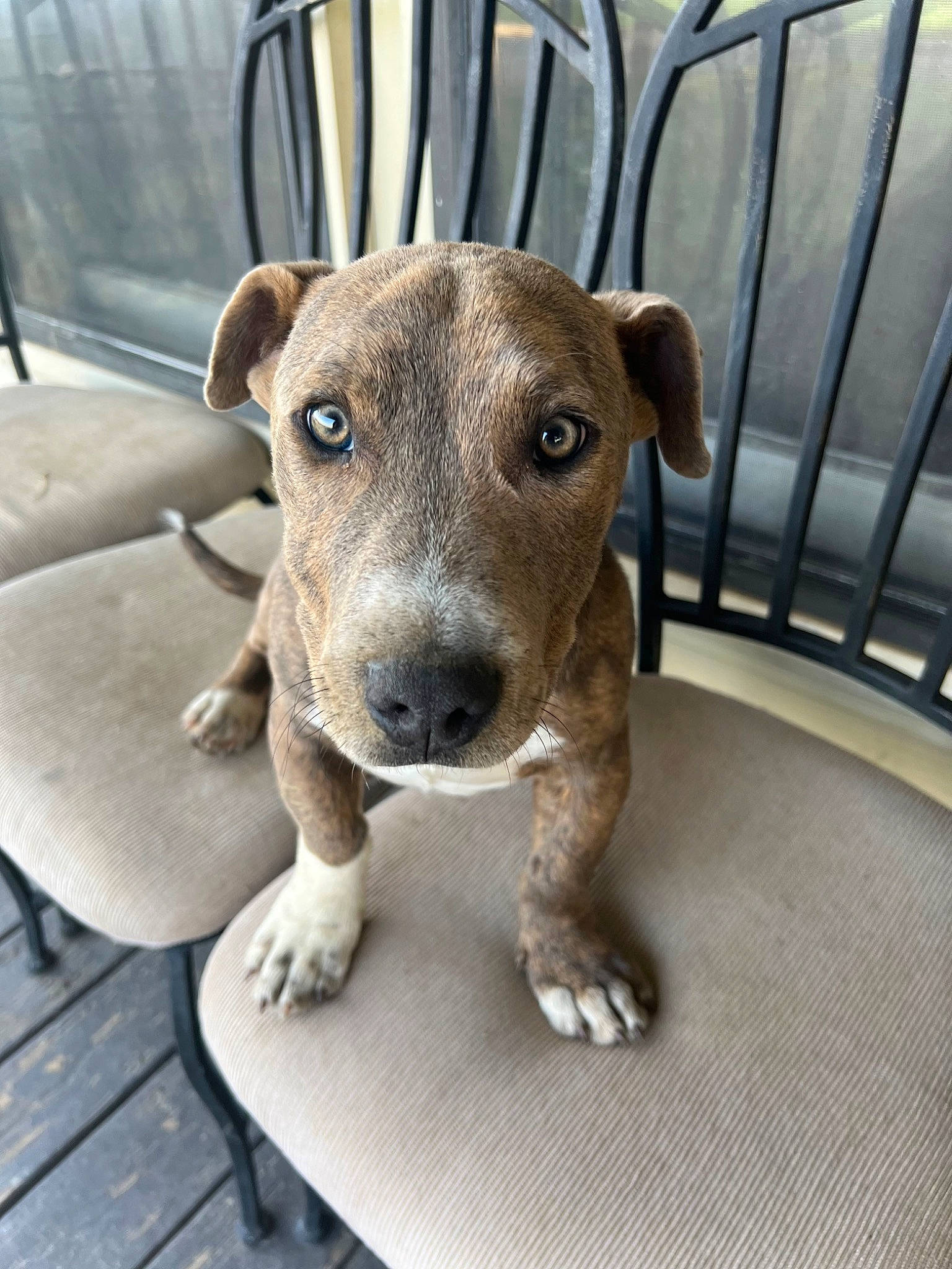 Blu joined the competition — help win amazing prizes! canidae, carnivore, chair, collar, companion_dog, dog, dog_breed, dog_collar, fawn, fence, fur, grey, metal, paw, pet_supply, snout, sporting_group, street_dog, whiskers, working_animal