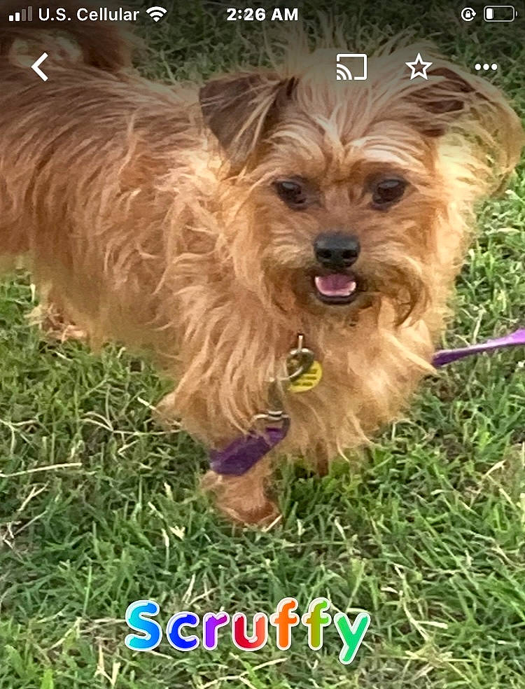 Scruffy is registered to the contest to win money with this photo: canidae, carnivore, companion_dog, dog, dog_breed, dog_supply, font, grass, liver, photo_caption, plant, screenshot, snout, sporting_group, terrestrial_plant, toy_dog, water_dog, working_animal, yorkipoo