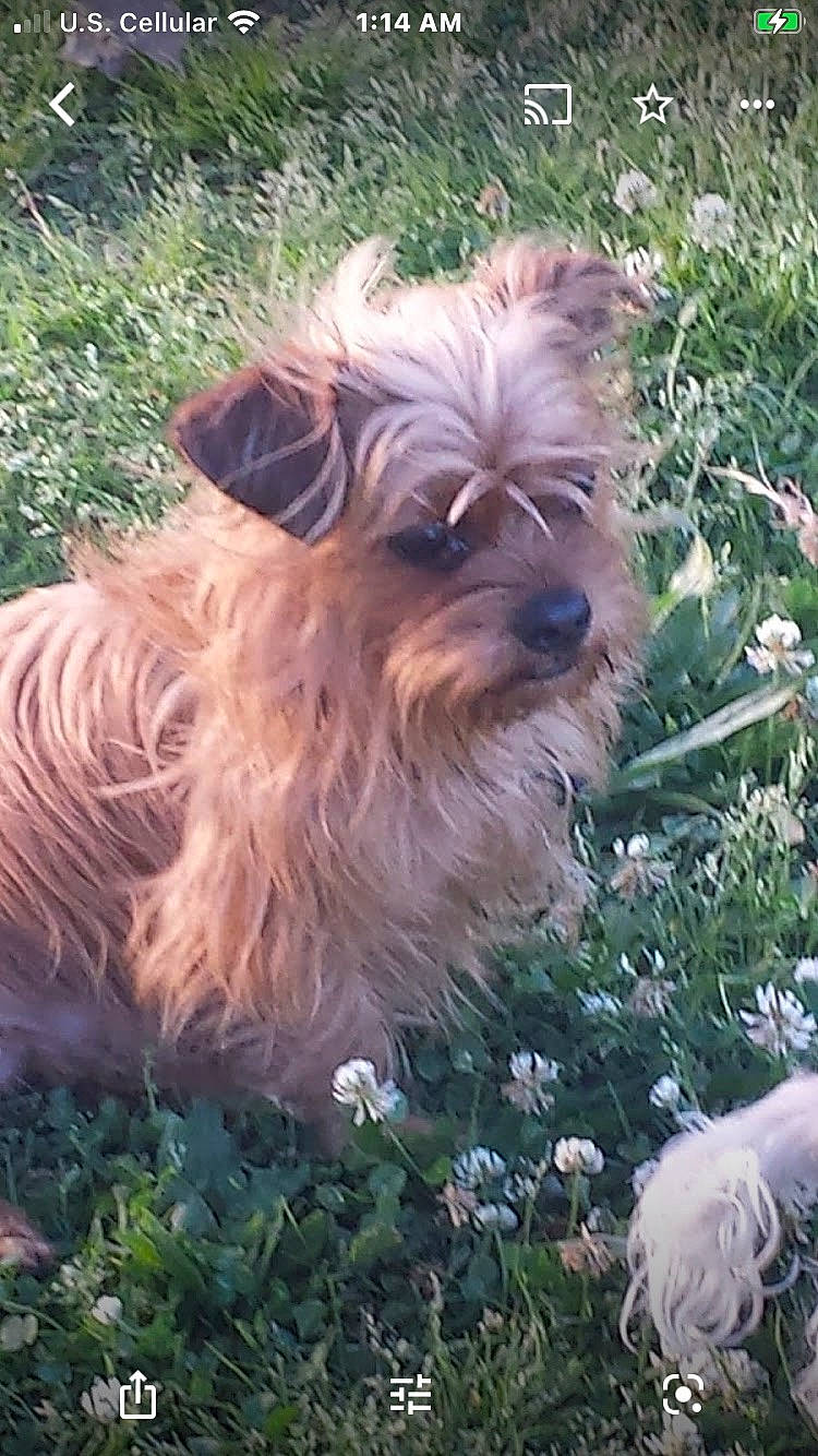 Scruffy is registered to the contest to win money with this photo: biewer_terrier, canidae, carnivore, companion_dog, dog, dog_breed, dog_supply, flower, grass, groundcover, liver, plant, shrub, small_terrier, sporting_group, terrier, toy_dog, water_dog, working_animal, yorkshire_terrier