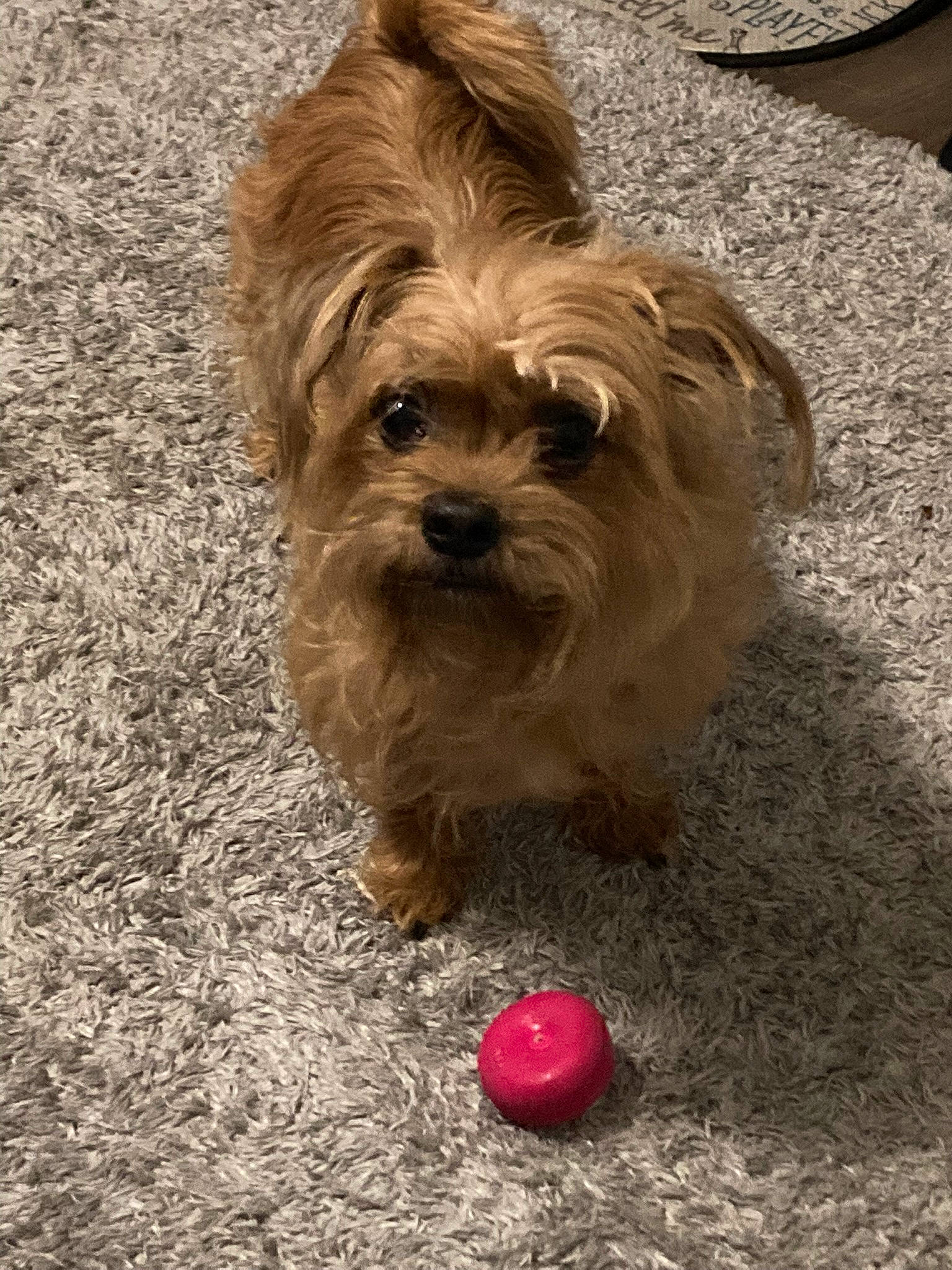 Scruffy is registered to the contest to win money with this photo: ball, canidae, carnivore, companion_dog, dog, dog_breed, dog_supply, fawn, fur, grass, liver, maltepoo, poodle_crossbreed, small_terrier, snout, soil, sporting_group, terrier, toy_dog, working_animal