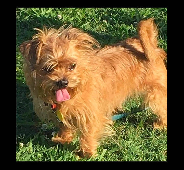 Scruffy is registered to the contest to win money with this photo: biewer_terrier, canidae, carnivore, companion_dog, dog, dog_breed, fur, grass, liver, maltepoo, non_sporting_group, plant, small_terrier, snout, sporting_group, terrier, toy_dog, water_dog, working_animal, yorkipoo