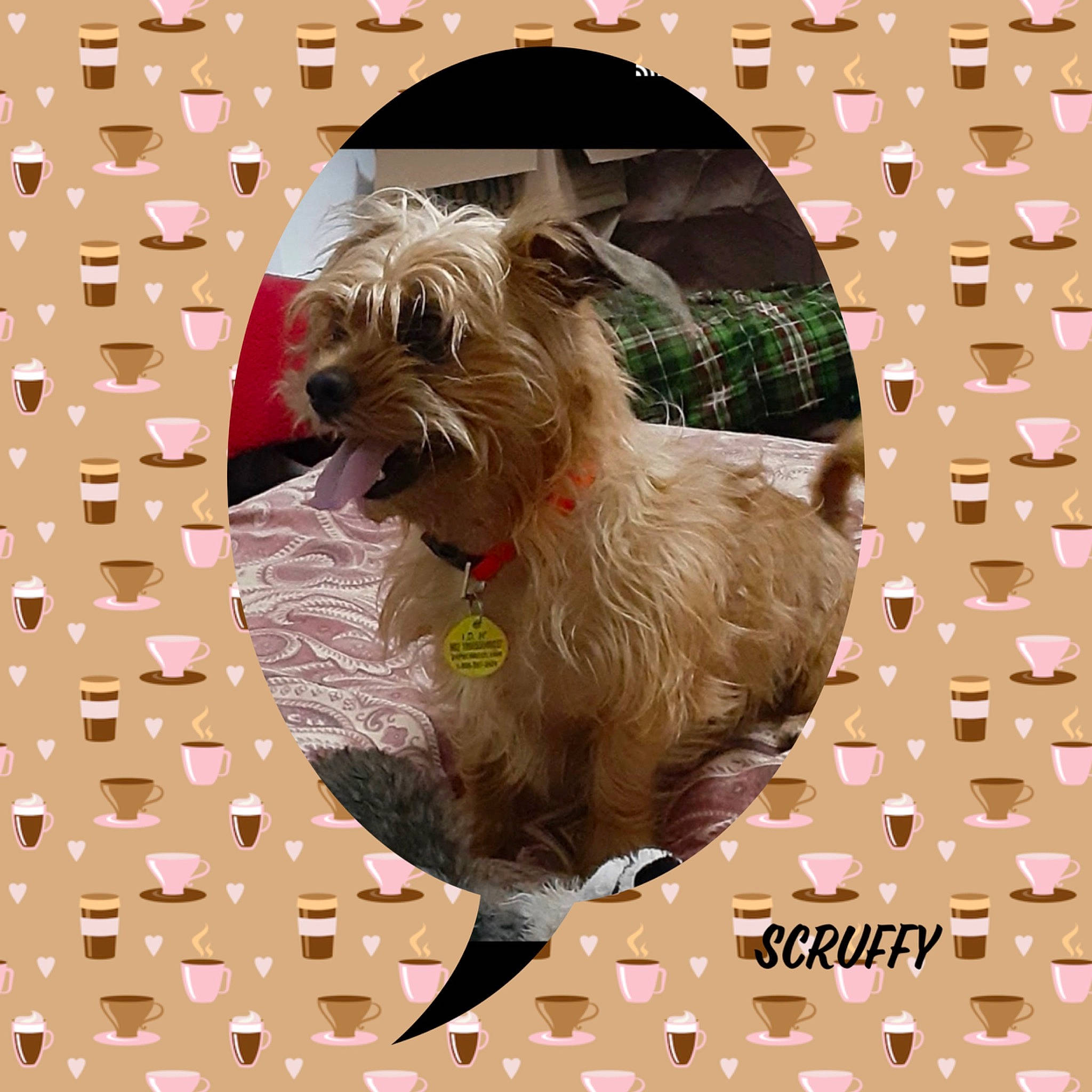 Scruffy joined the competition — help win amazing prizes! art, canidae, carnivore, circle, companion_dog, dog, dog_breed, dog_supply, fawn, font, illustration, liver, pattern, pet_supply, small_terrier, snout, sporting_group, terrier, toy_dog, working_animal