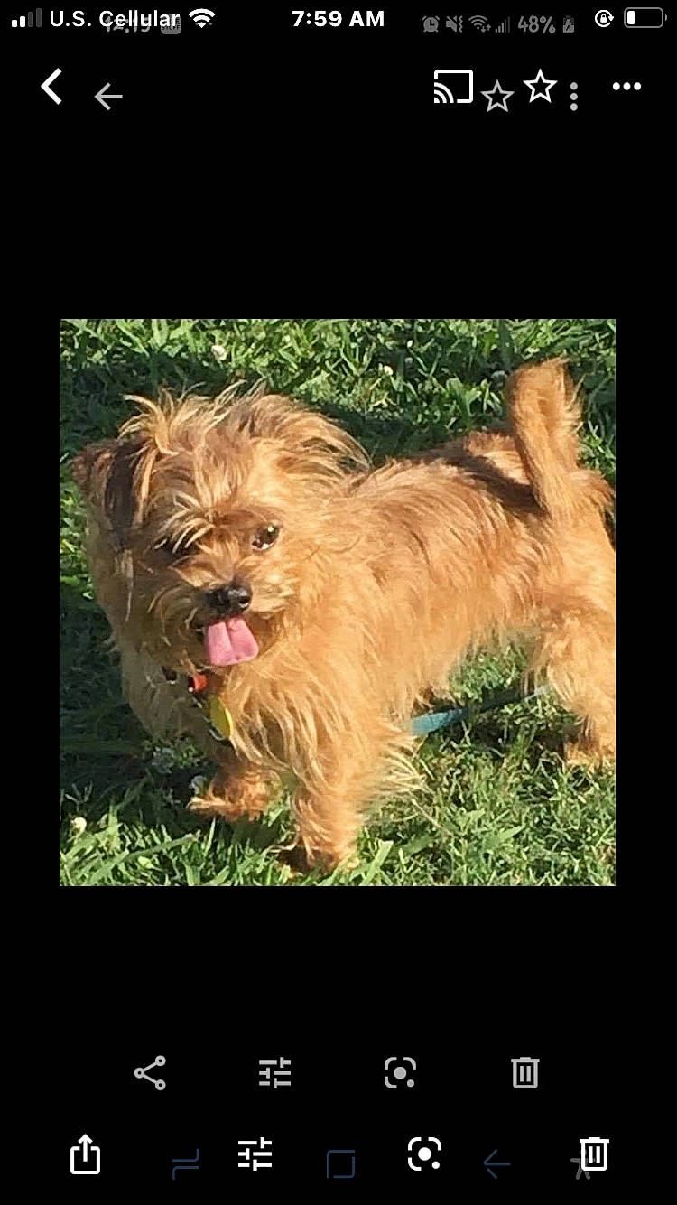 Scruffy joined the competition — help win amazing prizes! carnivore, communication_device, companion_dog, dog, dog_breed, electronic_device, felidae, font, grass, lion, liver, organism, plant, screenshot, small_terrier, snout, technology, terrier, toy_dog, water_dog