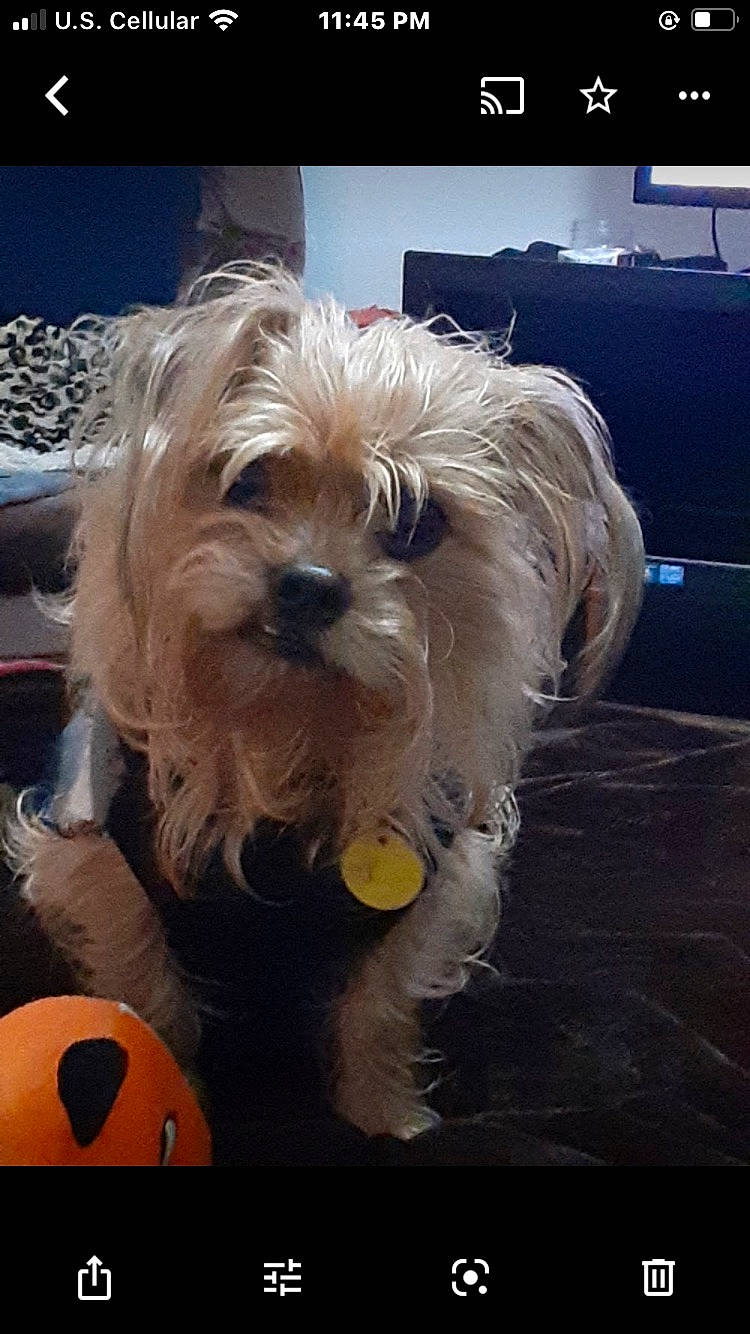 Scruffy is registered to the contest to win money with this photo: canidae, carnivore, companion_dog, dog, dog_breed, fur, happy, liver, maltepoo, photo_caption, puppy_love, screenshot, small_terrier, snout, sporting_group, television, terrier, toy_dog, working_animal, yorkipoo