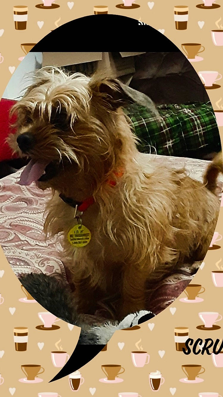 Scruffy is registered to the contest to win money with this photo: ancient_dog_breeds, art, biewer_terrier, canidae, carnivore, companion_dog, dog, dog_breed, dog_supply, fawn, font, liver, pet_supply, schnauzer, small_terrier, snout, sporting_group, terrier, toy_dog, working_animal