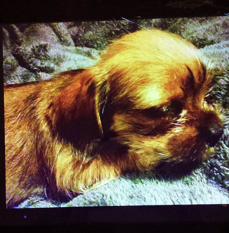 Scruffy joined the competition — help win amazing prizes! canidae, carnivore, companion_dog, dog, dog_breed, fawn, liver, metal, plant, puppy_love, rectangle, snout, spaniel, sporting_group, terrestrial_animal, tints_and_shades, toy_dog, whiskers, wood, working_animal