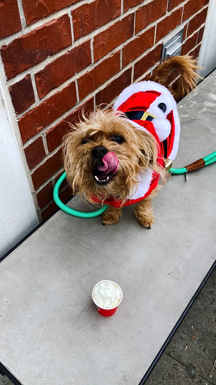 Scruffy is registered to the contest to win money with this photo: carnivore, collar, companion_dog, dog, dog_breed, dog_clothes, dog_collar, dog_supply, fashion_accessory, fawn, fur, leash, liver, pet_supply, small_terrier, snout, sporting_group, terrier, toy_dog, working_animal
