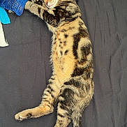 Athena a rejoint le concours — aidez-le/la à gagner de superbes lots ! cat, tabby_cat, sleeping, bed, blanket, fur, pet, domestic_animal, animal, resting, cozy, indoor, cute, whiskers, paw, striped, feline, relaxed, soft, tail
