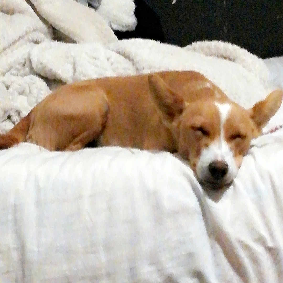 Nila
