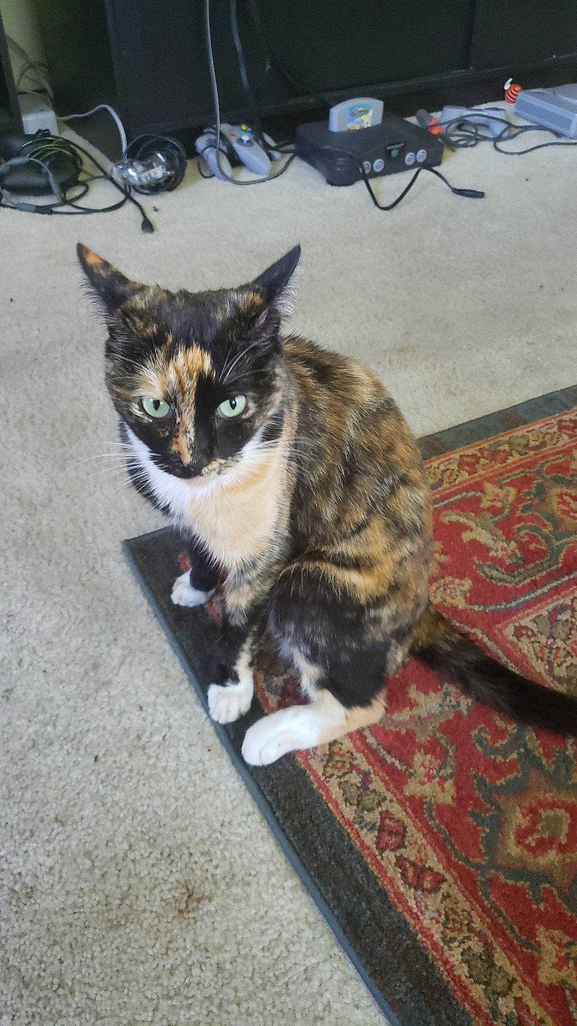 Calliope is registered to the contest to win money with this photo: aegean_cat, asian, carnivore, cat, domestic_short_haired_cat, dragon_li, european_shorthair, felidae, german_rex, kitten, mammal, ojos_azules, small_to_medium_sized_cats, tabby_cat, tail, whiskers, wild_cat