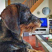 Utsy a rejoint le concours — aidez-le/la à gagner de superbes lots ! black, bookshelf, brown, clock, coffee_table, dog, ears, fur, furniture, glass, indoors, living_room, pet, remote_control, side_profile, snout, staircase, television, watching, wooden_floor
