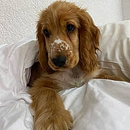 Atlas Sibout participe au concours pour gagner de l'argent avec cette photo : puppy, dog, brown_fur, fluffy, paw, bed, blanket, white, cozy, indoor, cute, pet, animal, young_dog, relaxed, fur, nose, ears, portrait, companion