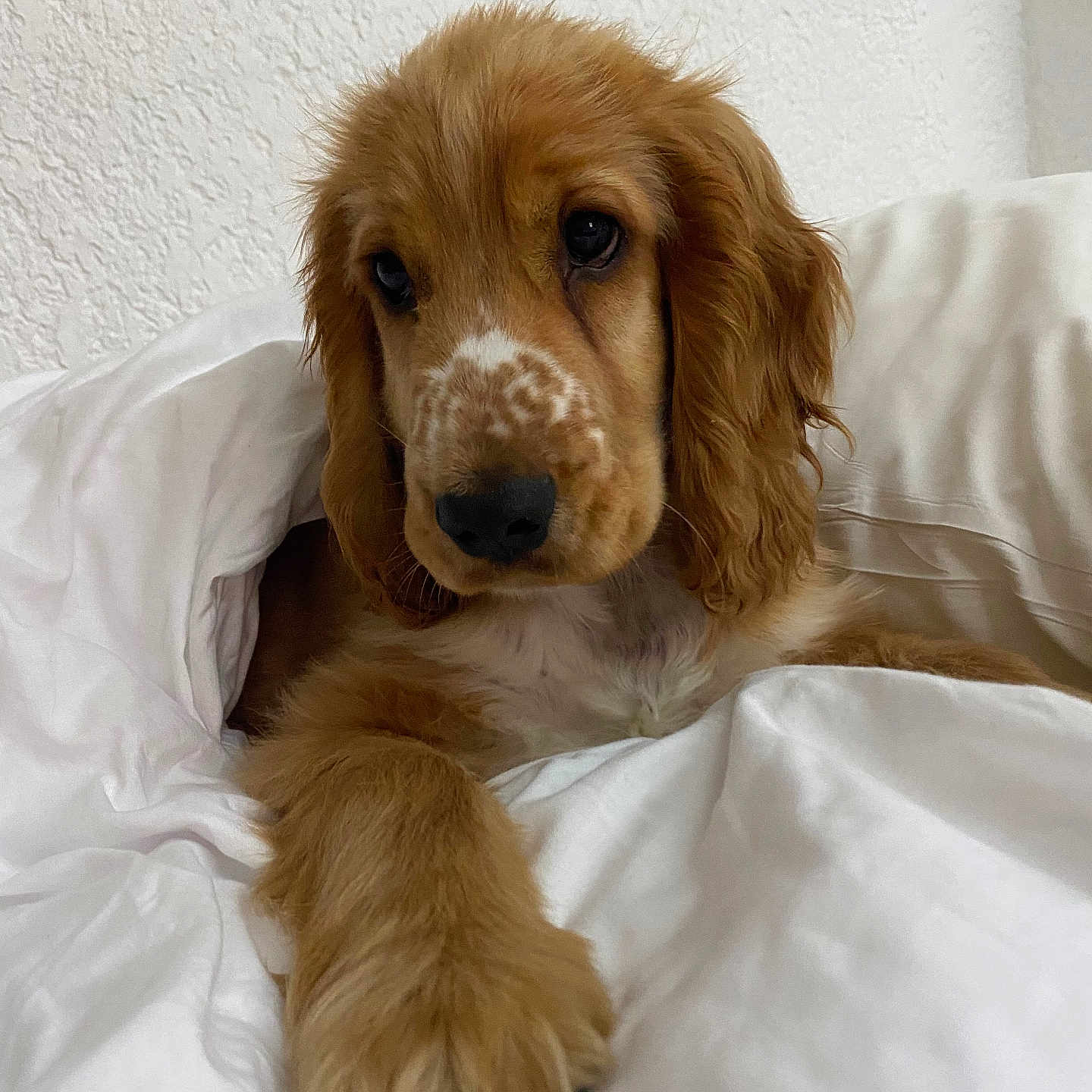 Atlas Sibout participe au concours pour gagner de l'argent avec cette photo : animal, bed, blanket, brown_fur, companion, cozy, cute, dog, ears, fluffy, fur, indoor, nose, paw, pet, portrait, puppy, relaxed, white, young_dog