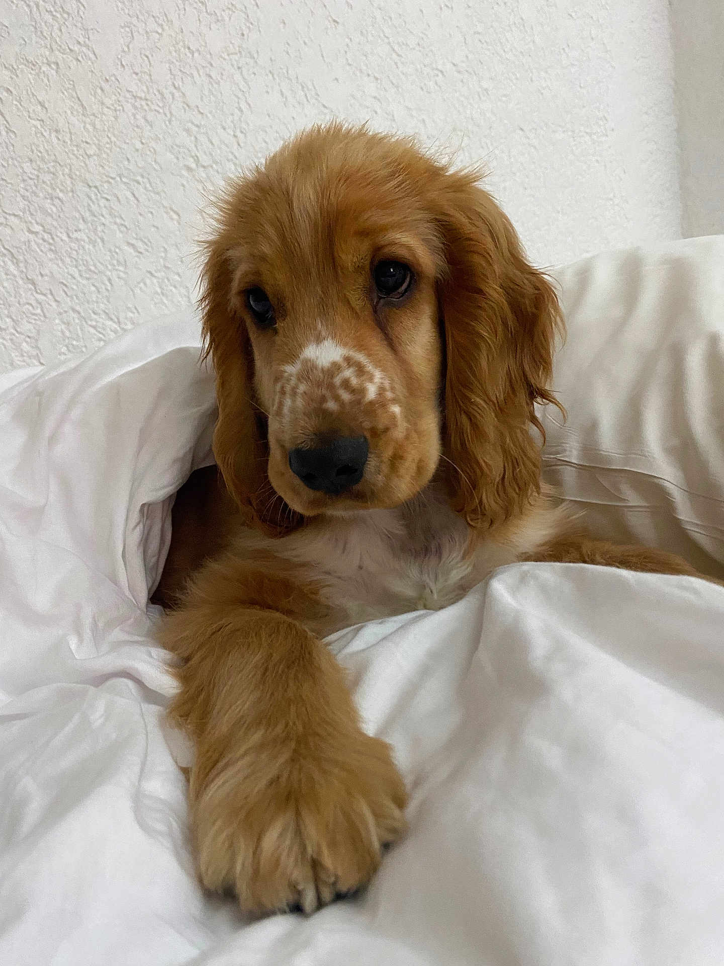 Atlas Sibout participe au concours pour gagner de l'argent avec cette photo : puppy, dog, brown_fur, fluffy, paw, bed, blanket, white, cozy, indoor, cute, pet, animal, young_dog, relaxed, fur, nose, ears, portrait, companion