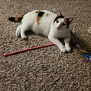 Peachy is registered to the contest to win money with this photo: animal, black_spots, brown_spots, calico_cat, carpet, cat, cozy, curious_eyes, domestic, ears, feline, floor, homedecor, indoor, paws, pet_toy, playful, relaxed, whiskers, white_fur