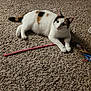 animal, black_spots, brown_spots, calico_cat, carpet, cat, cozy, curious_eyes, domestic, ears, feline, floor, homedecor, indoor, paws, pet_toy, playful, relaxed, whiskers, white_fur