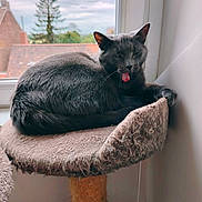 Chaton a rejoint le concours — aidez-le/la à gagner de superbes lots ! cat, gray_cat, cat_tree, window, indoor, pet, tongue_out, feline, resting, cozy, home, animal, yawning, fur, scratching_post, daylight, cloudy_sky, rooftops, tree, relaxed