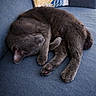 Chaton participe au concours pour gagner de l'argent avec cette photo : cat, gray_cat, sleeping, curled_up, couch, blue_couch, pillow, floral_pillow, indoor, pet, feline, cozy, resting, fur, whiskers, paw, relaxation, domestic_cat, animal, nap