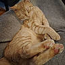 Petitroux participe au concours pour gagner de l'argent avec cette photo : cat, ginger_cat, sleeping, relaxed, cozy, paws, crossed_paws, fur, pet, domestic_animal, cute, whiskers, indoor, blanket, resting, animal, feline, soft_texture, nap, peaceful