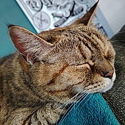 Minette a rejoint le concours — aidez-le/la à gagner de superbes lots ! cat, tabby, sleeping, close_up, whiskers, fur, ear, nose, blanket, teal, indoor, resting, cozy, pet, animal, mammal, soft, portrait, relaxed, cute