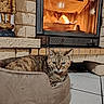 Minette a rejoint le concours — aidez-le/la à gagner de superbes lots ! cat, tabby_cat, cat_bed, fireplace, fire, brick_wall, tile_floor, indoor, pet, cozy, warm, feline, resting, home_interior, animal, domestic_cat, fur, relaxing, comfort, living_room