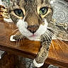 cat, tabby_cat, close_up, green_eyes, whiskers, wooden_table, curious, indoor, furniture, decor, pet, animal, face, paw, home, close_up_face, domestic_cat, whiskers_visible, table_surface, nose