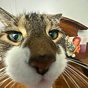 Marco joined the competition — help win amazing prizes! cat, close_up, green_eyes, whiskers, nose, curious, indoor, wooden_furniture, blurred_background, photograph, portrait, pet, feline, household, face, tabby, fur, domestic_animal, close_range, home